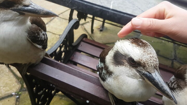 【Nơi địa linh nhân kiệt Australia】Chim cười rừng hoang có dễ thương không nhỉ? Tôi đã thử với năm co