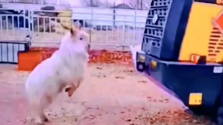 goat vs human