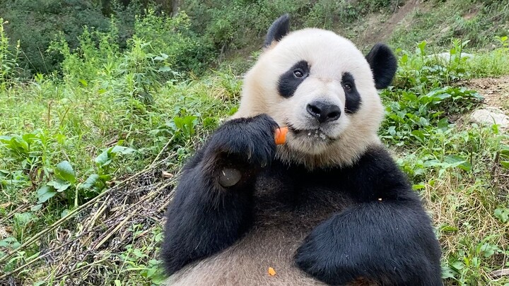 Panda Raksasa|Siaran Makan