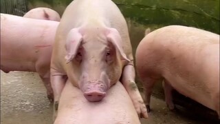 你都是太监猪了，还不老实