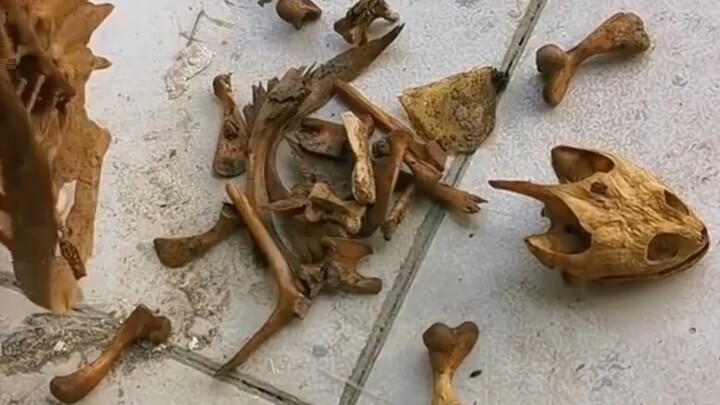 When little animals encounter these situations, can we help them?