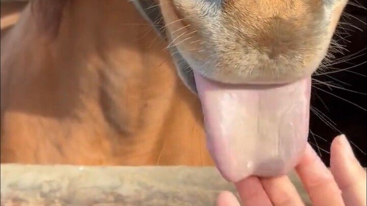 Playfully Pink Tongue