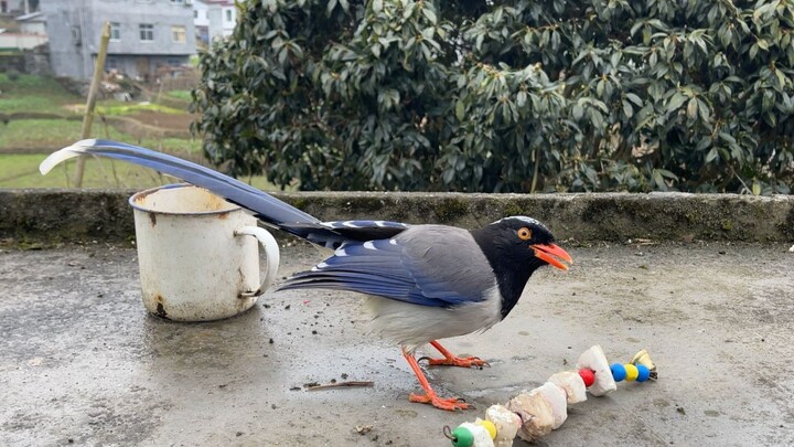 Burung dengan penampilan secantik ini memiliki cara bertahan hidup yang sangat mengejutkan.