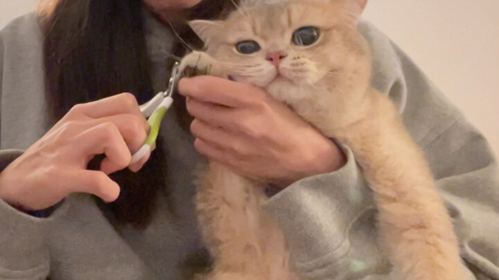 Cat Video | Trimming My Cat's Nails