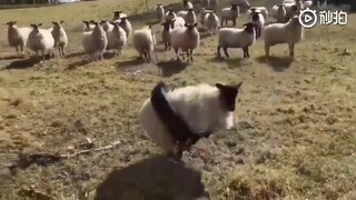 Fat Sheep accidentally crawled into a tire and couldn't get out no matter what. It was bad enough th
