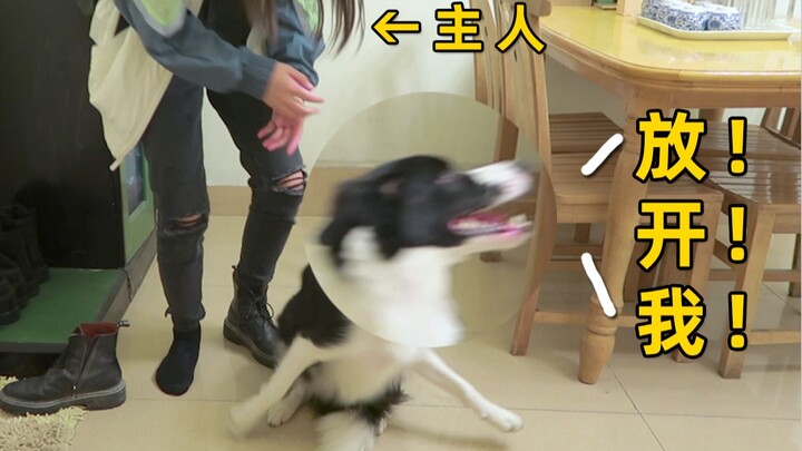 Chó Border Collie gặp lại chủ sau 5 tháng, phản ứng này là sao???