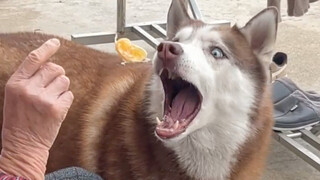 Husky: Please don’t question my hearing, it’s like a radar!