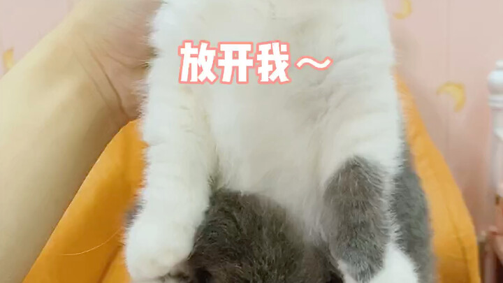 Tiba-tiba saja aku punya satu kucing lagi tanpa alasan?