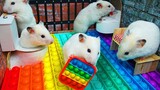 [Animal] The Hamster & Pop It Maze