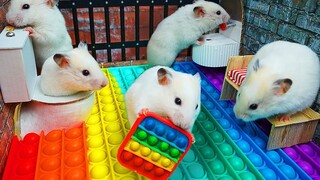 🐹仓鼠vs Pop It迷宫宠物🐹在现实生活中逃脱