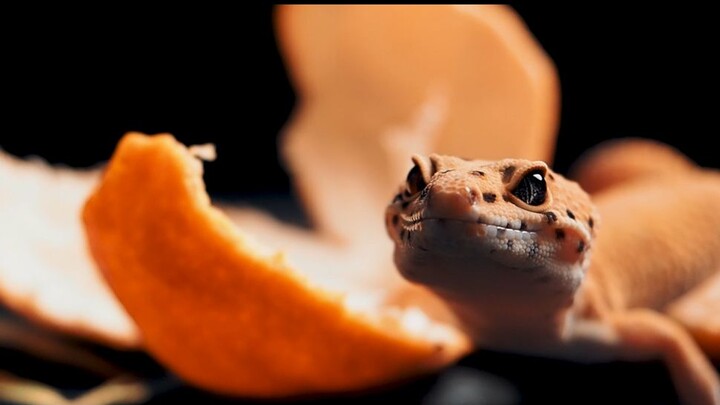 Four years ago, I spent 12,000 yuan to buy three "honey oranges." Four years later, what have they b