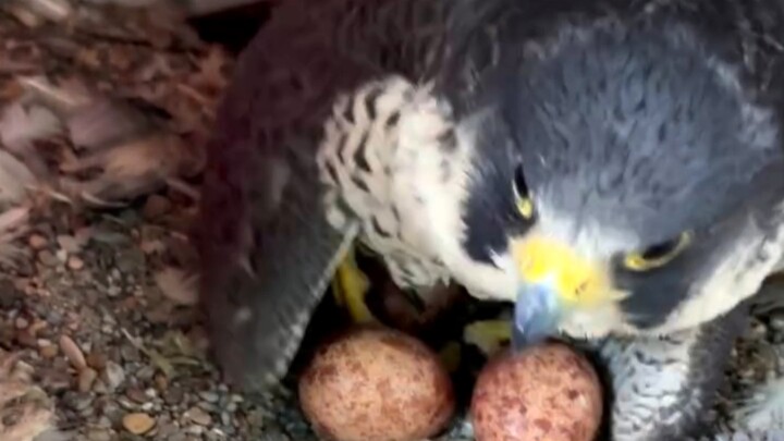How to take turns incubating eggs with a peregrine falcon in everyday life