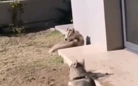 Husky: I’ve checked—your foundation’s solid!