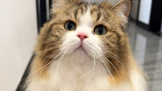 Heh~ I highly recommend raising a dairy cow cat.