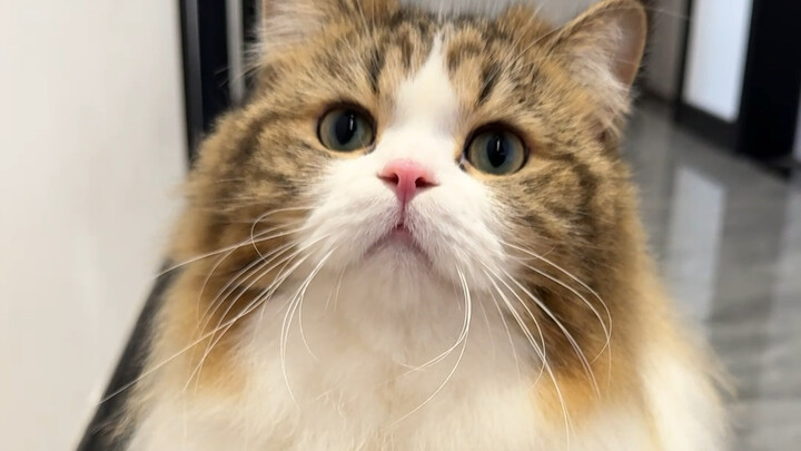 呵～很推荐养奶牛猫