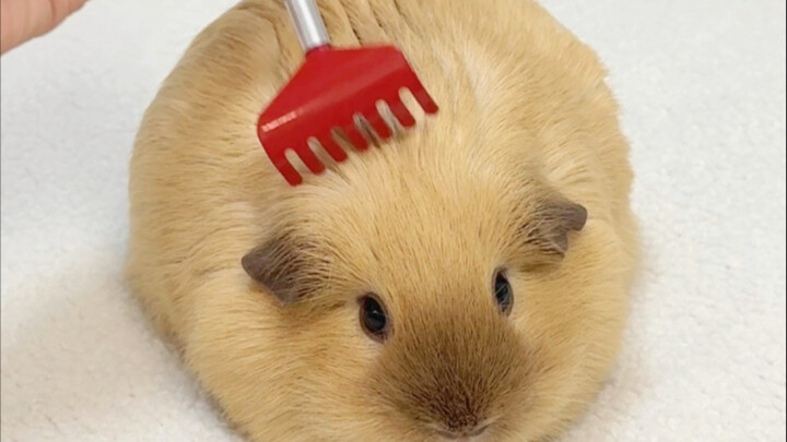 เครื่องโทรเลขของท่านออนไลน์แล้ว!