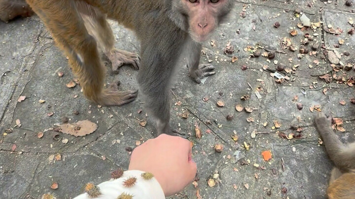 Little Monkey Brother is still the kinder one.