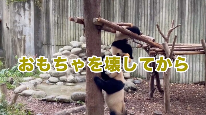 [Animals]Interaction of Pandas with funny dubbing