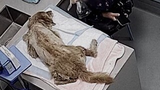 Stray dog crushed by a car, organs in complete disarray