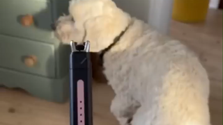 Video | My dog doesn't like arc lighters #shorts