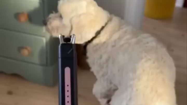 Video | Chó nhà tôi không thích bật lửa hồ quang #quần short