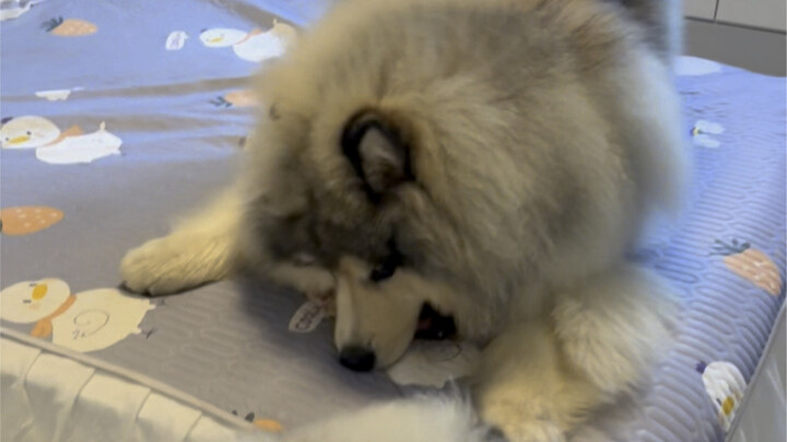 مرحباً جميعاً، أنا أربي أسدين