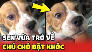 Chú chó mừng rỡ như muốn KHÓC sau khi thấy cô chủ về đến nhà 😍 | Yêu Lu