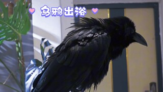 大嘴乌鸦Caesar出浴
