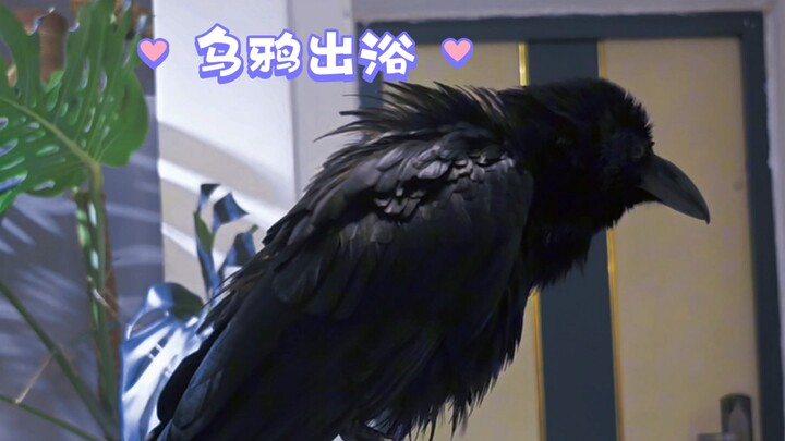 大嘴乌鸦Caesar出浴