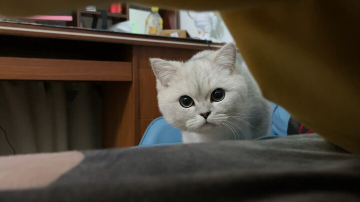 Is this what it feels like to be a mouse?