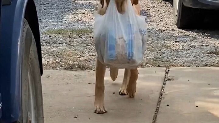 Anjing memang layak disebut sebagai tangan kanan manusia