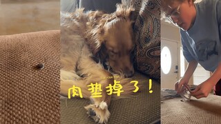 救命，狗狗啃jio啃嗨了，直接把肉垫啃掉了！