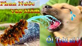 Dương KC | Bông Bé Bỏng Ham Ăn #27 | chó thông minh vui nhộn | funny cute smart dog pets Thú Cưng TV