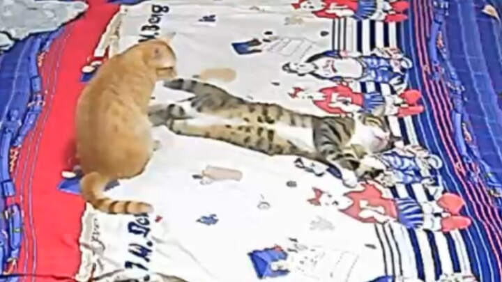 Mèo mướp lười biếng thơm lừng, ai đi ngang cũng phải liếm hai cái (≧∇≦)/