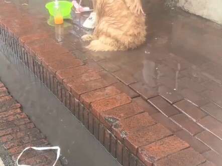 The biggest victims of the Water Splashing Festival are dogs. Dog: I hate humans who have no sense o