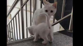 Ibu kucing: Anak, lihatlah kondisi keluarga kita ini!