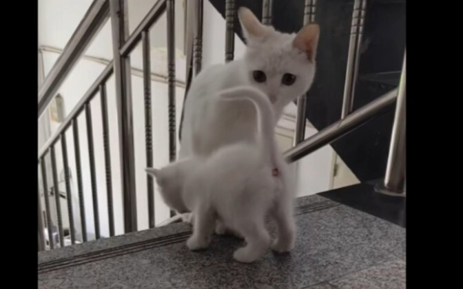 Ibu kucing: Anak, lihatlah kondisi keluarga kita ini!