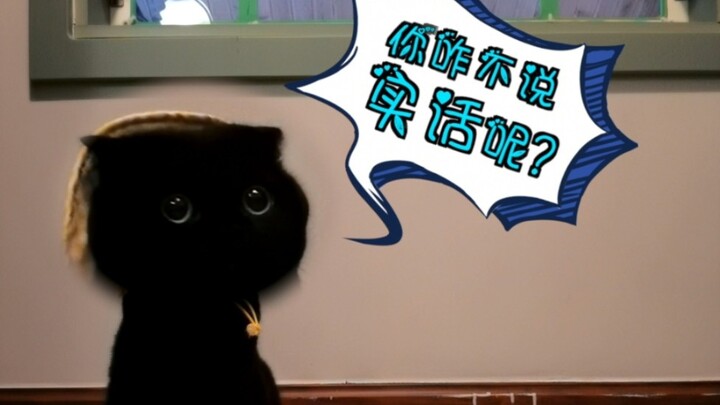 猫咪的诚实问答！