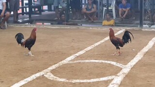 FIGHT 32 LOSS
