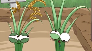 Why is this rice plant that stays up all night not grafted?