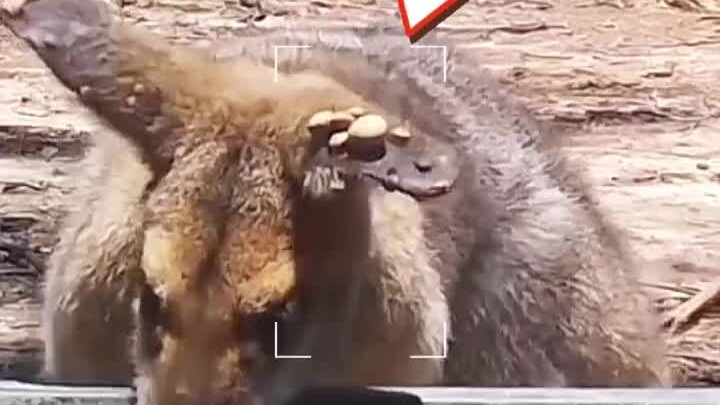 【آ جينغ تحب الاستكشاف】أحدث أعمالي، تعالوا بسرعة لتروا!