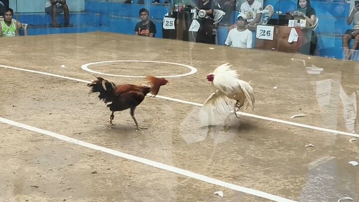 2x na si Goldie liit 🐓