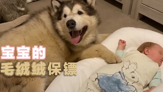 Two fluffy bodyguards escorting Alaska dogs who get along harmoniously with the little baby.