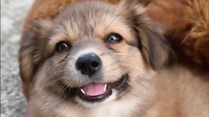 น้องหมาช่างชอบมนุษย์ตั้งแต่เกิดเลยนะ!