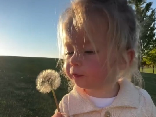 طفل لطيف ينفخ في زهور الهندباء