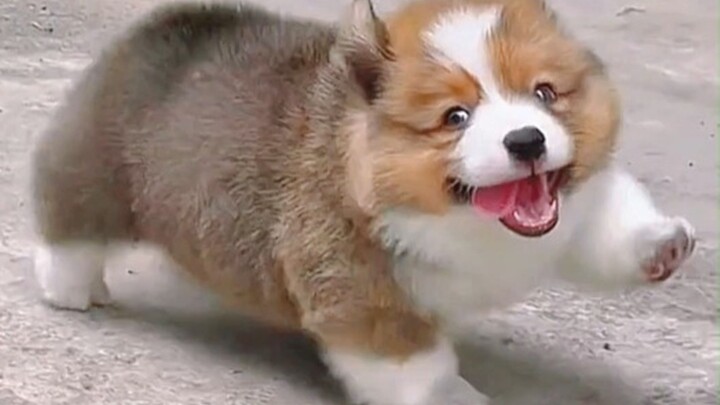 “Nếu dễ thương có điểm, cún Corgi nhất định là 100 điểm!”