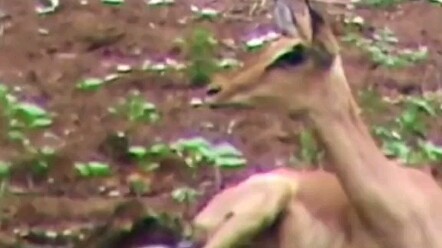 Kalian mungkin baru melihat separuh awalnya saja, kan!