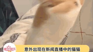 和猫星打视讯被人类截信号的小猫咪一脸茫然