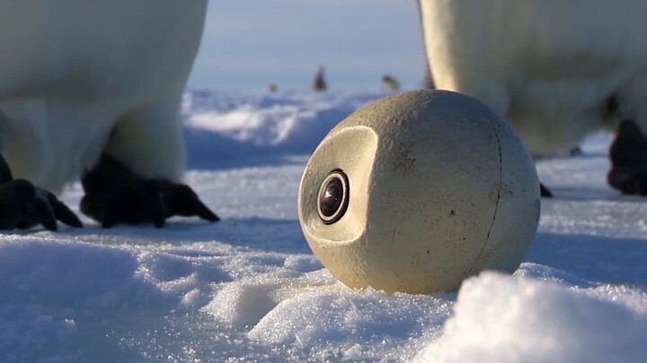 Penguin SPY×FAMILY, the emperor penguin's difficult road to courtship, funny live show