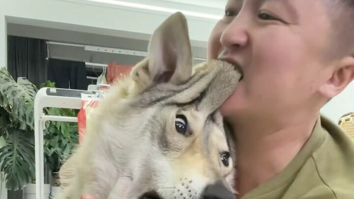 เวอร์ชันคมชัด (เรื่องราวของฉันกับสุนัข)